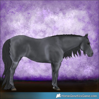 Horse Color:Black  and Black 