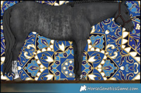 Horse Color:Black and Black Rabicano