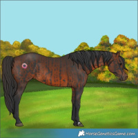 Horse Color:Black  and Brown 