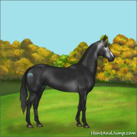 Horse Color:Gray Black 