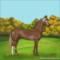 Horse Color:Gray Chestnut 