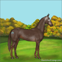 Horse Color:Gray Chestnut 