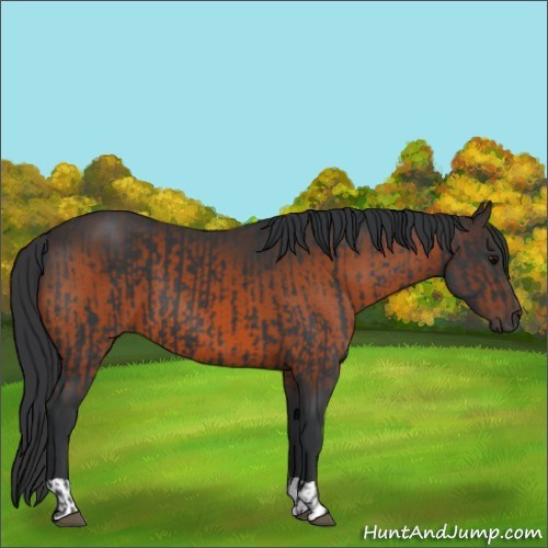 Horse Color:Black  and Brown 