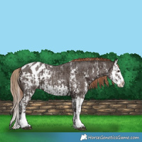 Horse Color:Liver Chestnut Sabino Splash Appaloosa  and Liver Chestnut Sabino Splash Appaloosa 