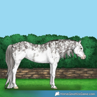 Horse Color:Liver Chestnut Sabino Splash Appaloosa  and Liver Chestnut Sabino Splash Appaloosa 