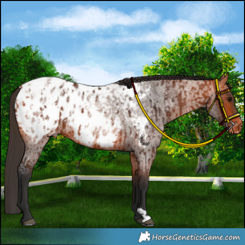 Horse Color:Bay Appaloosa  and Bay Roan Appaloosa 