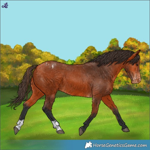 Horse Color:Bay Appaloosa  and Bay Appaloosa 