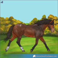 Horse Color:Bay Varnish and Bay Varnish