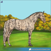 Horse Color:Liver Chestnut Appaloosa  and Palomino Dun Appaloosa 