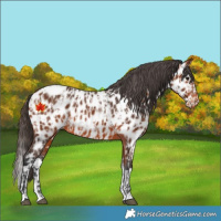 Horse Color:Bay Appaloosa  and Bay Splash Appaloosa 