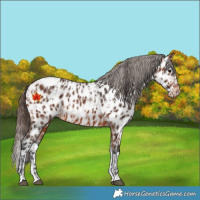 Horse Color:Bay Appaloosa  and Bay Splash Appaloosa 