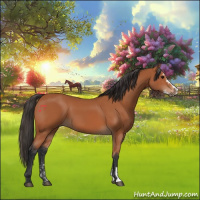 Horse Color:Bay Sabino 