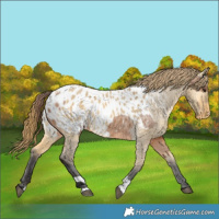 Horse Color:Bay Dun Appaloosa  and Buckskin Dun Appaloosa 