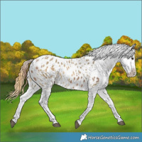 Horse Color:Bay Dun Appaloosa  and Buckskin Dun Appaloosa 