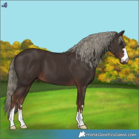 Horse Color:Liver Chestnut Mushroom 
