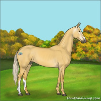Horse Color:Gray Palomino Dun 