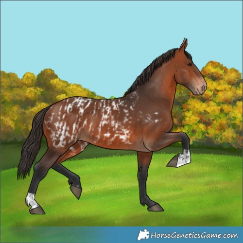 Horse Color:Bay Appaloosa  and Bay 