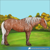 Horse Color:Silver Bay Appaloosa  and Silver Bay Appaloosa 