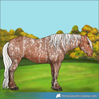 Horse Color:Silver Bay Appaloosa  and Silver Bay Appaloosa 
