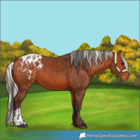 Horse Color:Bay Appaloosa  and Silver Bay Appaloosa 