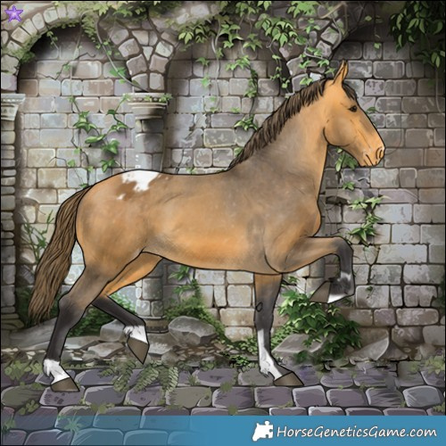Horse Color:Buckskin Appaloosa  and Buckskin Appaloosa 