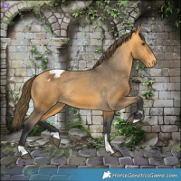 Horse Color:Buckskin Blanket  and Buckskin Blanket 