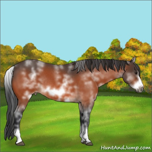 Horse Color:White Spotted Brown Roan Frame Rabicano 