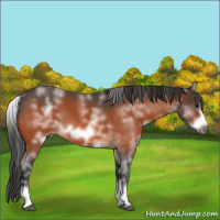 Horse Color:White Spotted Brown Roan Frame Rabicano