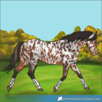 Horse Color:Bay Near Leopard  and Bay Near Leopard 