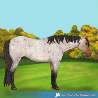Horse Color:Bay Roan Dun 