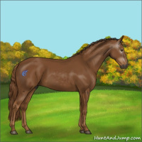 Horse Color:Gray Chestnut 