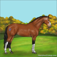 Horse Color:Gray Bay