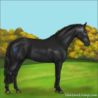 Horse Color:Gray Black 