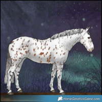 Horse Color:Bay Leopard  and Gray Bay Leopard 