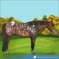 Horse Color:Bay Appaloosa  and Bay Appaloosa 