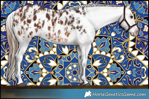 Horse Color:Bay Appaloosa and Bay Appaloosa