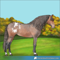 Horse Color:Bay Appaloosa  and Bay Appaloosa 