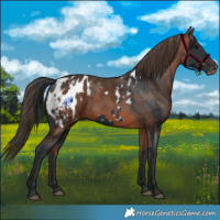 Horse Color:Black Appaloosa and Bay Appaloosa