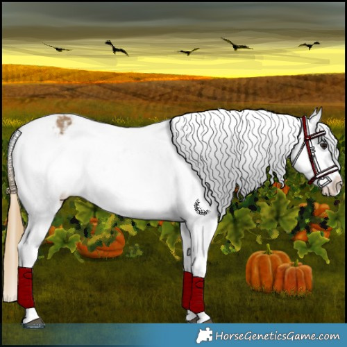 Horse Color:Buckskin Appaloosa  and Buckskin Appaloosa Rabicano 