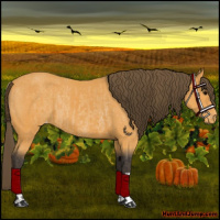 Horse Color:Buckskin Appaloosa and Buckskin Appaloosa Rabicano