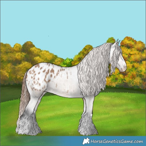 Horse Color:Bay Dun Appaloosa  and Bay Dun Appaloosa 