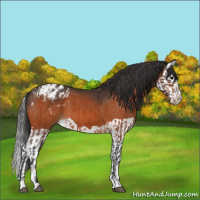 Horse Color:Bay Appaloosa  and Bay Splash Appaloosa 