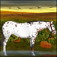 Horse Color:Bay Appaloosa  and Bay Frame Appaloosa 