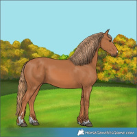 Horse Color:Chestnut 