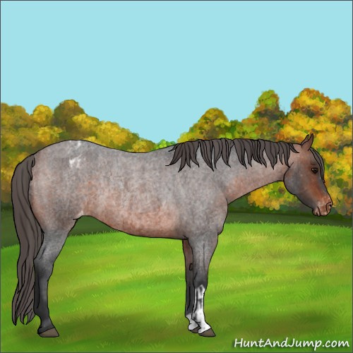 Horse Color:Bay Roan Appaloosa and Bay Roan Appaloosa Rabicano