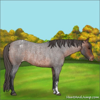 Horse Color:Bay Roan Appaloosa  and Bay Roan Appaloosa Rabicano 