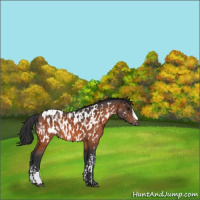 Horse Color:Bay Appaloosa  and Bay Appaloosa 