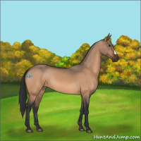 Horse Color:Bay Dun 