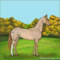 Horse Color:Red Roan 