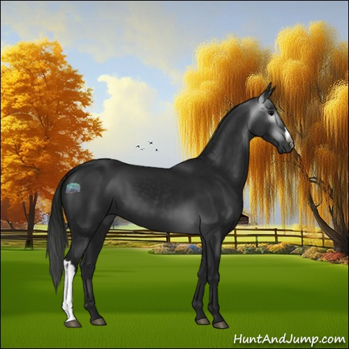 Horse Color:Gray Black 